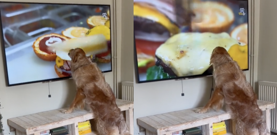 Golden Retriever y su Hilarante Reacción a un Documental de Hamburguesas: ‘Yo También me la Comería’